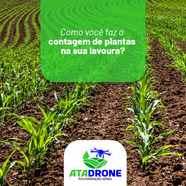Como você faz a contagem de plantas na sua lavoura?
