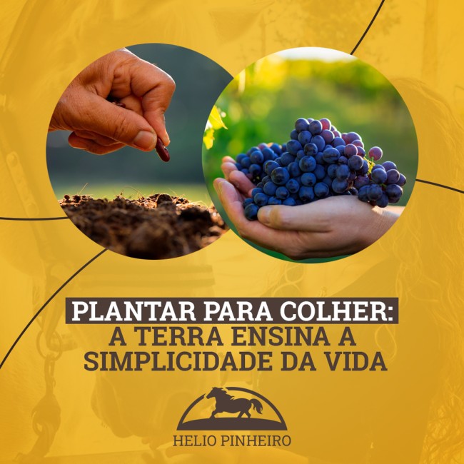 Plantar para colher: a terra ensina a simplicidade da vida