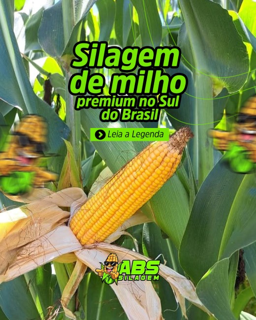 Silagem de milho premium no Sul do Brasil