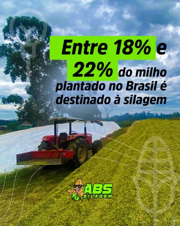 Entre 18% e 22% do milho plantado no Brasil é destinado à silagem