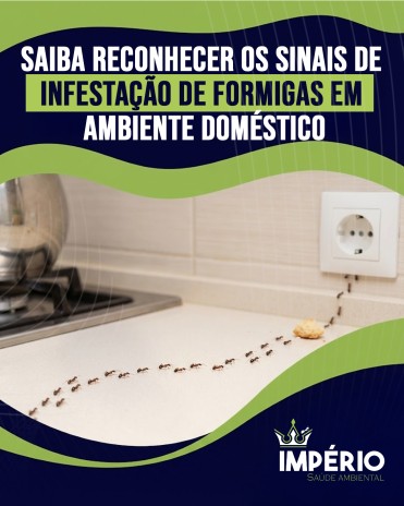 Saiba reconhecer os sinais de infestação de formigas em ambiente doméstico