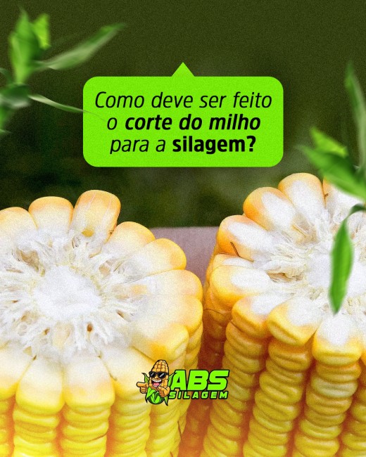 Como deve ser feito o corte do milho para a silagem?