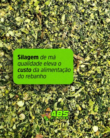 Silagem de má qualidade eleva o custo da alimentação do rebanho
