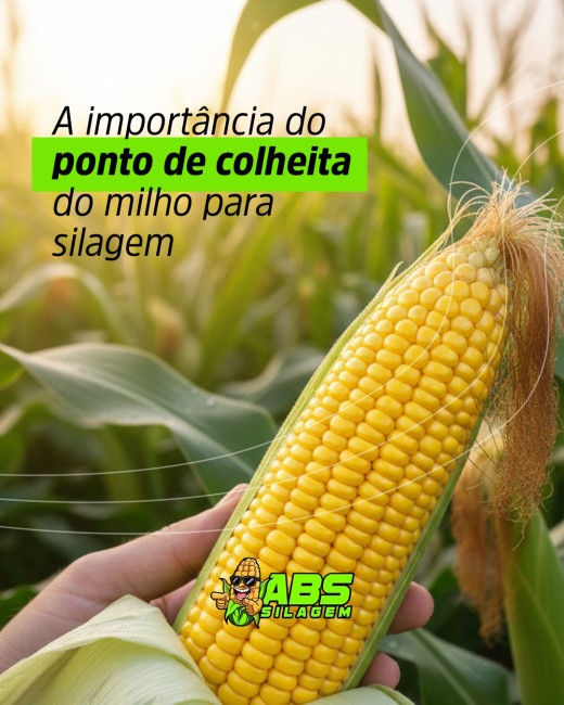 A importância do ponto de colheita do milho para silagem