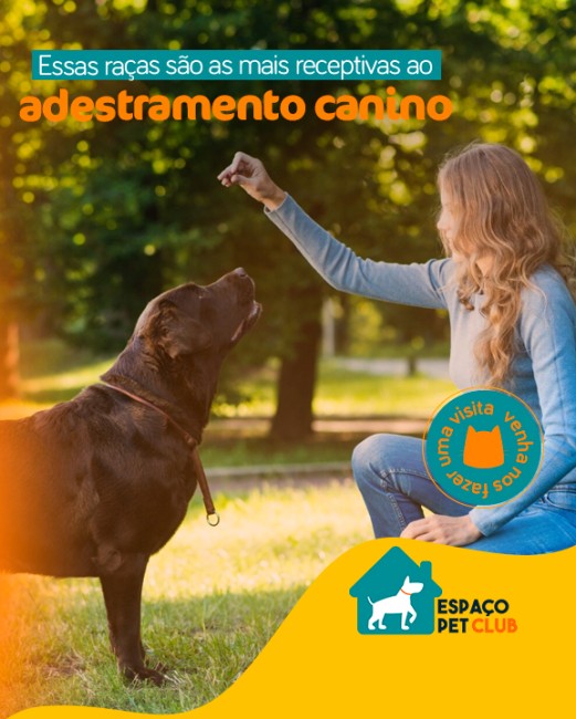 Essas raças são as mais receptivas ao adestramento canino