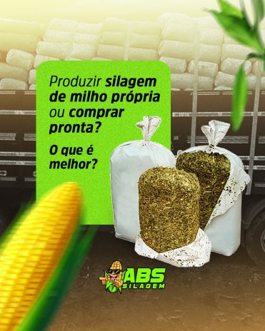 Produzir silagem de milho própria ou comprar pronta?