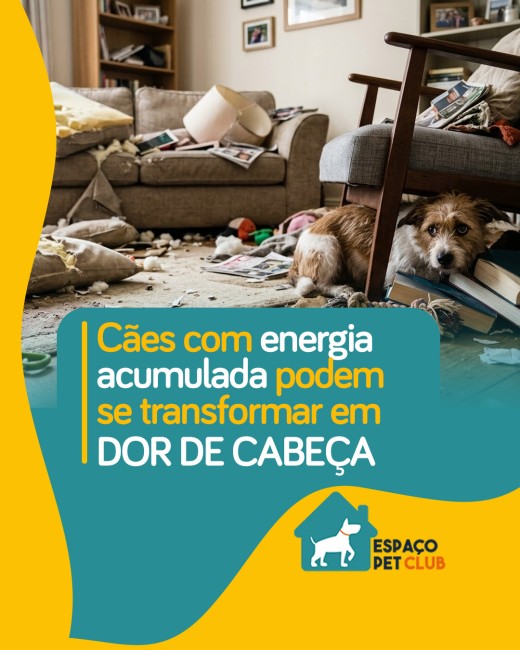 Cães com energia acumulada podem se transformar em dor de cabeça