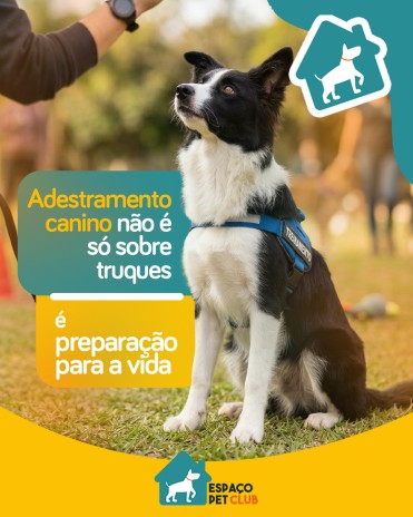 Adestramento canino não é só sobre truques, é preparação para a vida